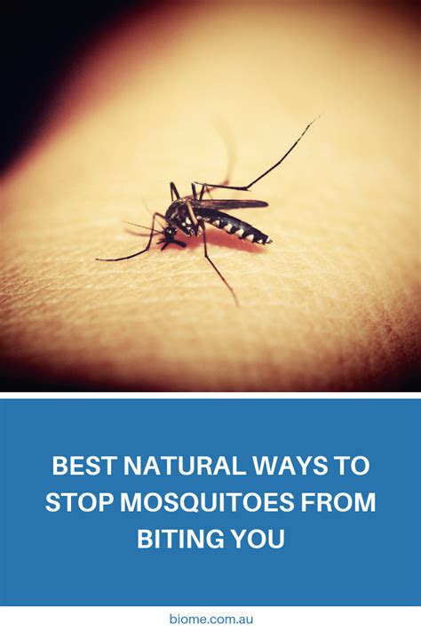 Top 5 Natural Ways To Stop Mosquitos From Biting You Mosquito Nature