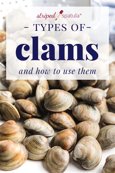 Types of Edible Clams and How to Use Them | Clams, Cooked oysters ...