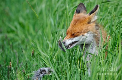 Red Foxes Eating