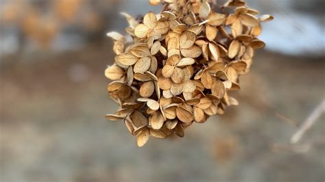 Hydrangea Cone Dried Flowers Free Photo On Pixabay Pixabay