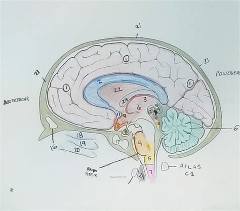 Mid Sagittal Brain Diagram | Quizlet