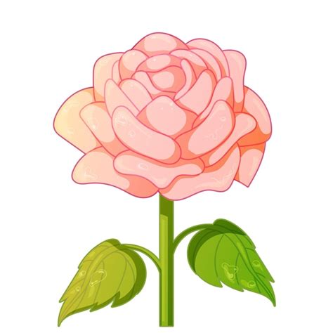 Ilustra O Vetorial De Flor De Rosa Rosa Vetor Premium