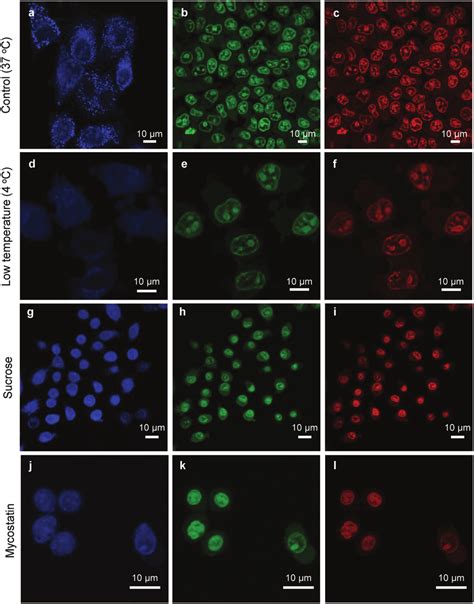 The Mechanisms Of Cellular Uptake Of Gqds Confocal Fluorescent Images