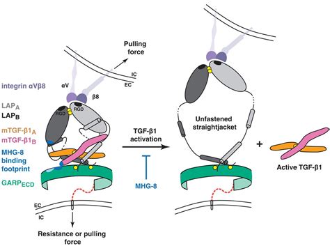 Structural Basis Of Latent Tgf Presentation And Activation By Garp