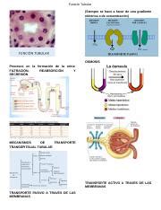 Understanding Tubular Function Osmosis And Transport Mechanisms