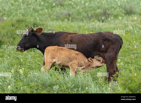 Kuh Saugen Fotos Und Bildmaterial In Hoher Aufl Sung Alamy