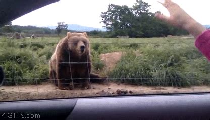 funny bear gif | Tag | PrimoGIF