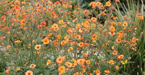 Growing Geums Coolings Garden Centre