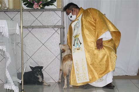 Cadelas Frequentam Missas Em Santana Do PI E Ganham Simpatia Do Padre