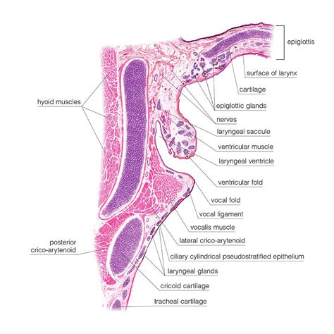 Laryngeal Ventricle Histology