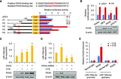 Cts Promotes The Expression Of Mir 106a 5p Through The Recruitment Of