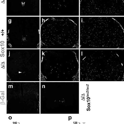 Sox9 expression pattern in the embryonic spinal cord.... | Download ... 