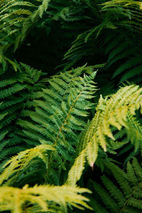 Plants with Dark Green Leaves · Free Stock Photo