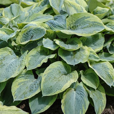 Szk Ka Bylin Dobrepole Hosta Frances Williams Funkia Ogrodowa