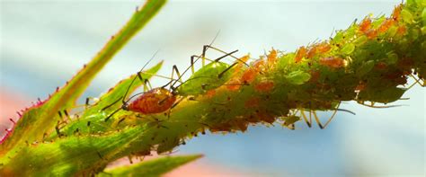 AKARICIDI – Fito promet