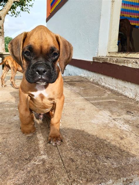 Boxer Dogs for Sale in Pune | Boxer Puppies Price in Pune - Premium Pet House