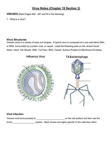 Virus Notes Chapter 19 Section 3 VIRUSES Virus Structures