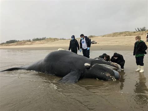 Filhote de baleia franca é achado morto na Praia do Gi em Laguna