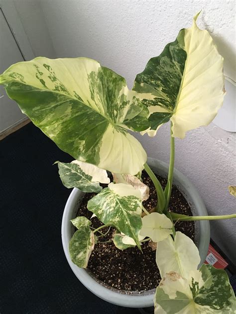 Алоказия кукулата вариегата - 74 фото