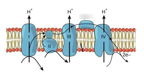 Respiratory Chain Diagram | Quizlet