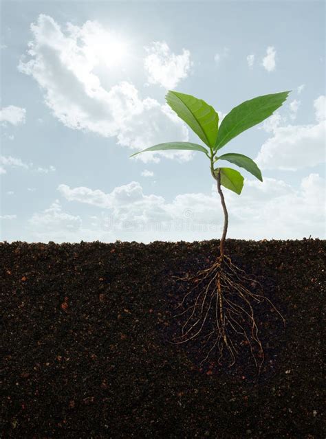 Plant With Roots Royalty Free Stock Image Image 29063466