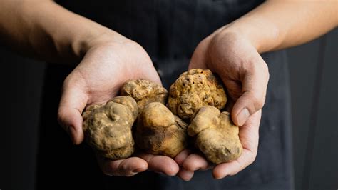 Mushrooms Vs Truffles: Everything You Need To Know