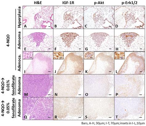 Ijms Free Full Text The Peroxisome Proliferator Activated Receptor