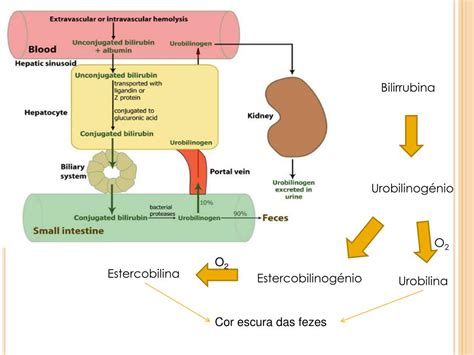O Que Significa Urobilinogênio