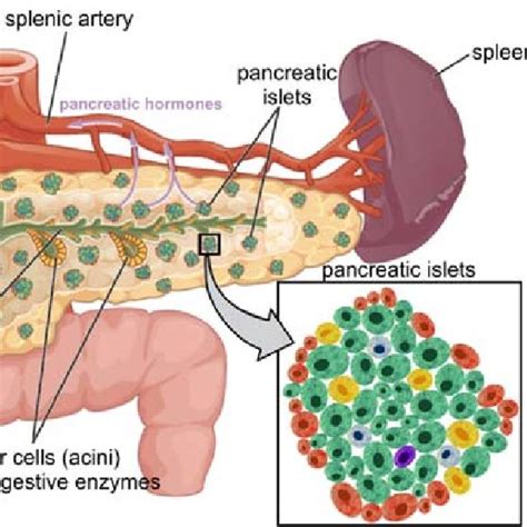 4 Overview Of Pancreas Localization And Anatomy The Pancreas Is