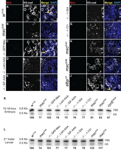 Distinct Self Interaction Domains Promote Multi Bs Accumulation In And Formation Of The