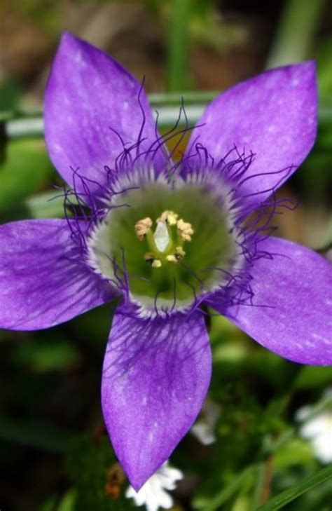 Caracteristicas De La Flor De Bach Gentian