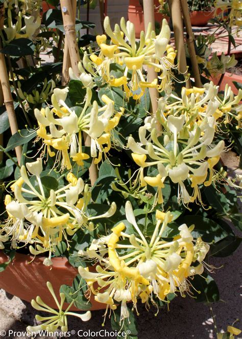 Scentsation Honeysuckle Lonicera