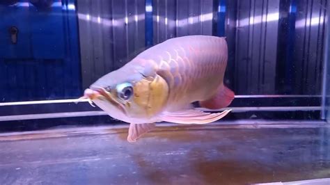 Arowana Arwana Super Red Sumo 35cm Up Youtube