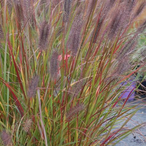 Pennisetum alopecuroides 'Love and Rockets' - Midwest Groundcovers