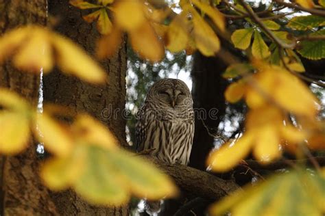 Barred Owl Framed By Yellow Autumn Leaves Stock Photo Image Of Birds