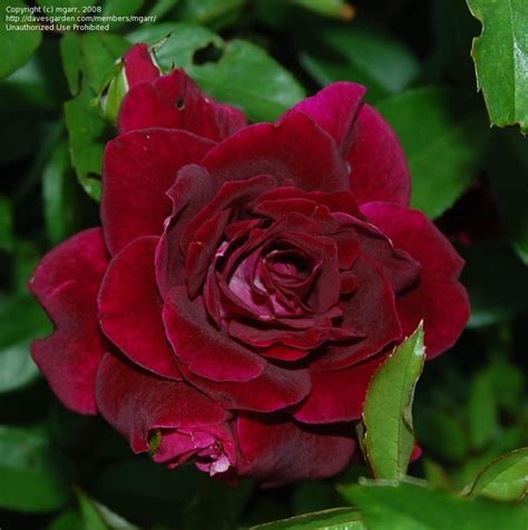 Роза Динамит Фото И Описание – Telegraph