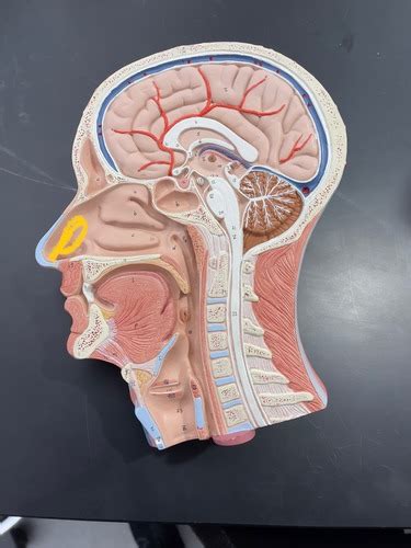 Sagittal Head Flashcards Quizlet