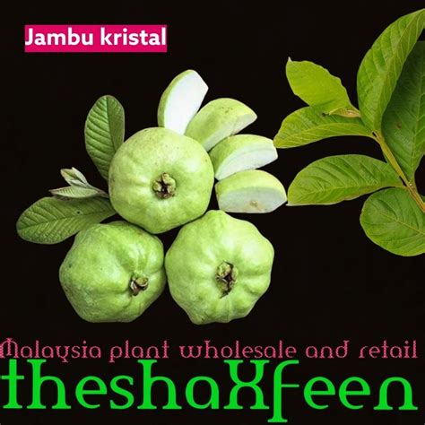 Pokok Jambu Batu Kristal Theshaxfeen Shopee Malaysia