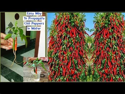 How To Propagate Chilli Peppers With Best Rooting Hormone In Water