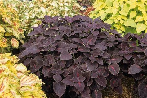 Solenostemon Black Prince Coleus