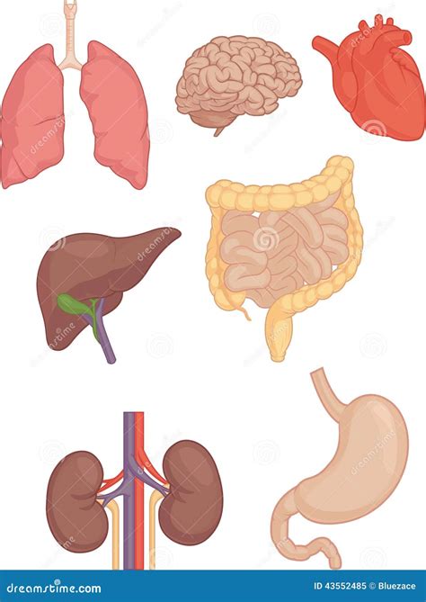 Partes Del Cuerpo Humanas Cerebro Pulmón Corazón Hígado