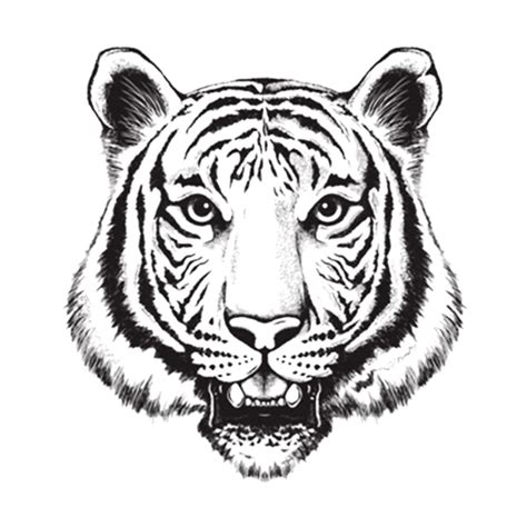 Tiger Head Drawing at GetDrawings | Free download