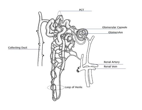 Kidney Anatomy Parts And Function Renal Cortex Capsule Nephron Calyx