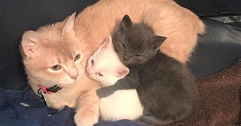 Tiny Kittens Abandoned In A Basement In Need Of Love Surrogate Cat Mom