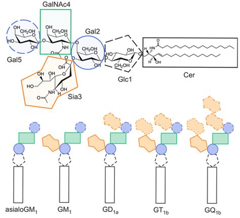 Ganglioside Structure