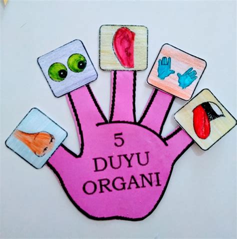 Okul Öncesi Duyu Organları Etkinliği Duyu 5 duyu okulöncesi Babalar