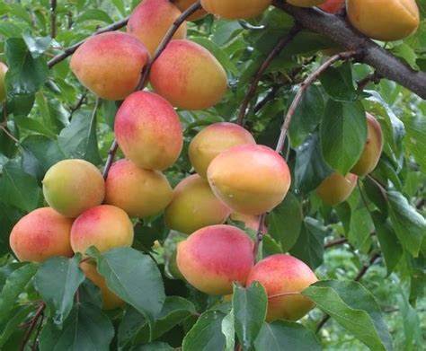 Саженцы абрикоса академик купить в Москве по цене от 1000 рублей