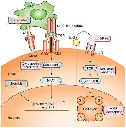 Immunosuppressive Drugs - Immunology - Medbullets Step 1