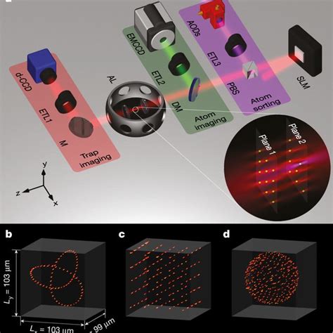 Single Atom Fluorescence In D Arrays Af Maximum Intensity Projection