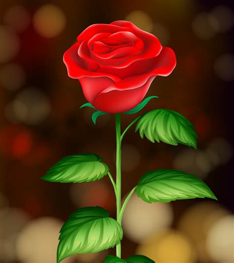 A Red Rose Images Photos - Infoupdate.org